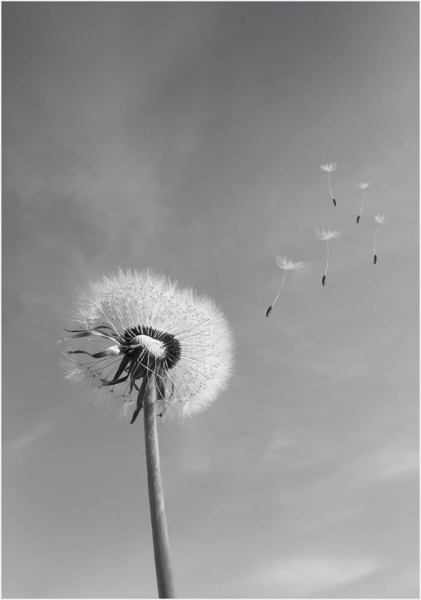 Symbolisches Platzhalterbild mit Pusteblume
